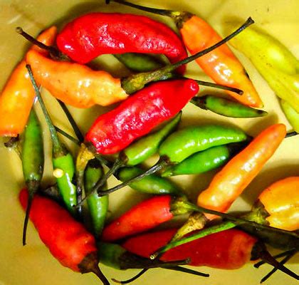 Chile Pepper Varieties