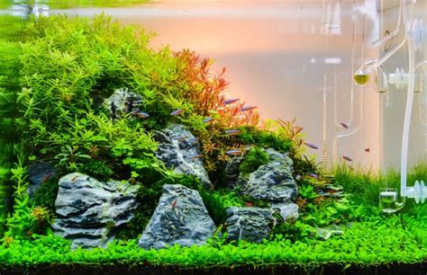 10 Best Aquarium Grass Species: Upgrading Your Display