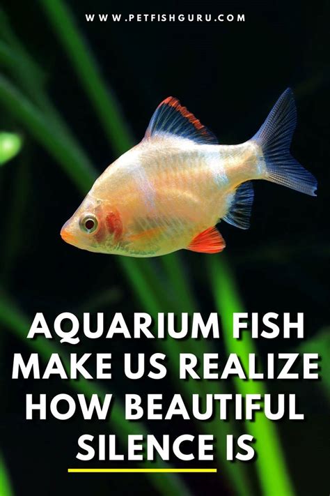 Aquarium fish quote about silence in 2021 | Fishing quotes, Aquarium fish, Aquarium quotes