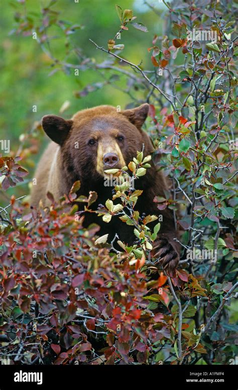 Bear eating berries hi-res stock photography and images - Alamy