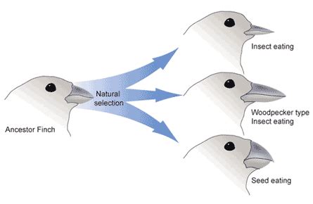 19.3A: Natural Selection and Adaptive Evolution - Biology LibreTexts