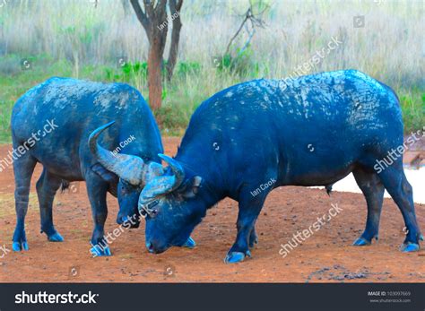 Cape Buffalo Fighting In South Africa. Two Young Male Cape Buffalo Bulls Practice Fighting After ...