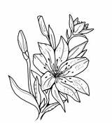 Tiger Lily Flower Coloring Pages sketch template