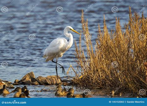 Great Egret Ardea Alba Waterfowl Fishing in a Natural Habitat Stock Image - Image of wildlife ...