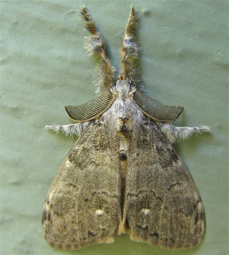 White-marked Tussock Moth: Identification, Life Cycle, Facts & Pictures