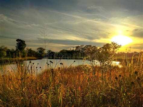 Tall Wild Grass in Sunset at an Urban Lagoon Nature Preserve. Stock ...