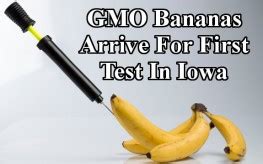 GMO Bananas to Boost Vitamin A Arrive for First Test in Iowa