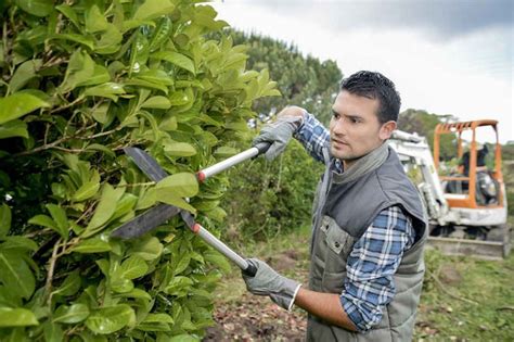 Laurel Hedge Pruning - TechEffect