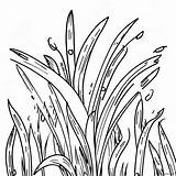 Grass Coloring Page 14860 11703 sketch template