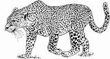 Snow Leopard Cartoon Coloring Page Pages sketch template