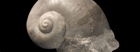 Fossil mollusc collection | Natural History Museum