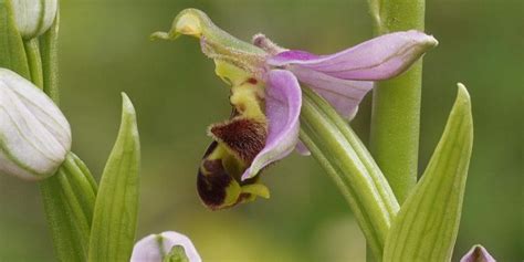 Introduction to Orchids - Tyland Barn - Big WOW