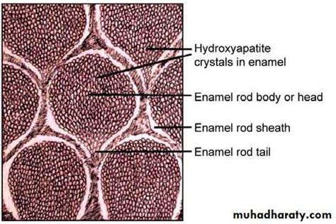 the enamel pptx - د. سهير - Muhadharaty