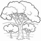 Tree Bark Coloring Pages sketch template