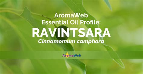 Ravintsara Essential Oil Uses and Benefits | AromaWeb