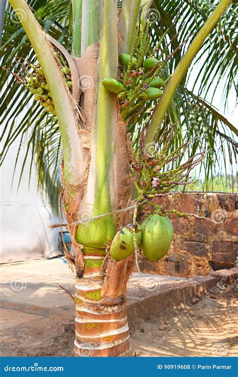 Small Green Unripe Coconuts On A Dwarf Coconut Tree - Cocos Nucifera ...