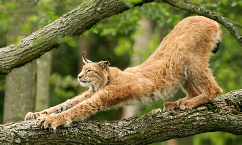 LINCE BOREAL: Características, Qué come, Dónde vive...