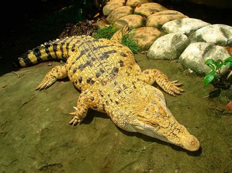 A golden crocodile, a Siamese/saltwater crocodile hybrid : reptiles