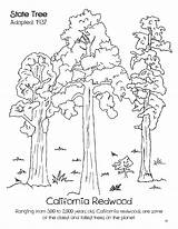 California Redwood Coloring Sheet  Home sketch template