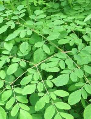 Moringa Leaves Meaning In Hindi - Bangla Top5