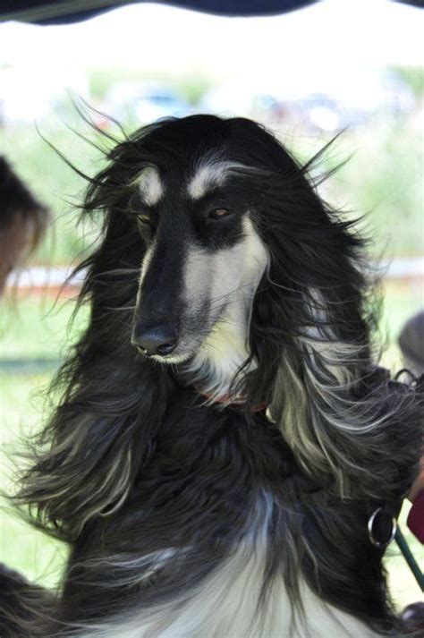 Afghan Hound Colors Red - Pets Lovers