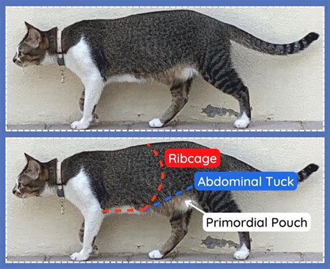 Cat Body Condition Score Chart | How to Score Your Cat 1-9