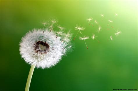 Blowing Dandelion Seeds | Important Wallpapers