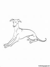 Whippet Coloring Pages At GetColoringscom  Free Printable Colorings sketch template