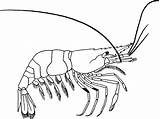 Crustaceans Coloring Page sketch template