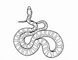 Corn Snake S Coloring Pages  sketch template