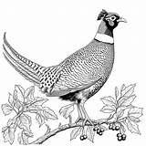 Pheasant On Tree Branch coloring page Lulu Pages sketch template
