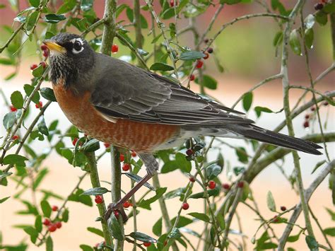 コマツグミ (駒鶇) American Robin (Turdus migratorius, Merula migratoria ...