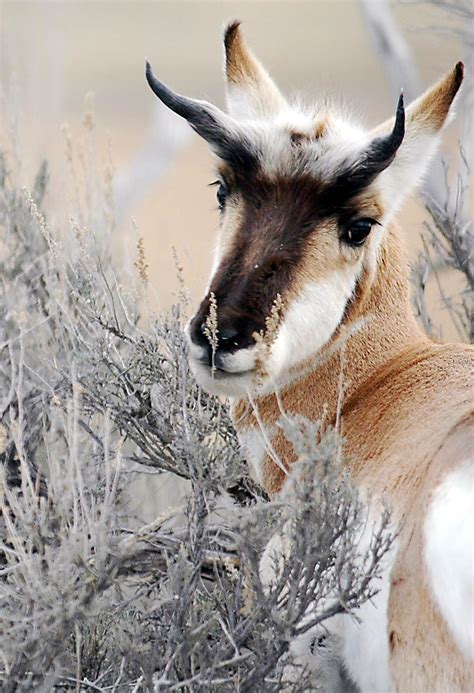 Game officials: 28 pronghorns poached in eastern Idaho | The Spokesman-Review