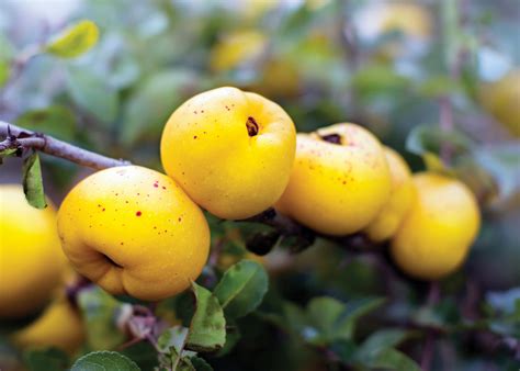 Flowering Quince Varieties for Food and Flowers - Grit