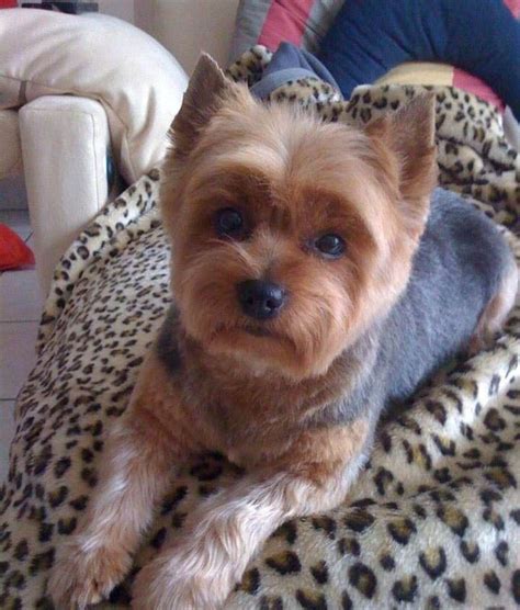 Yorkie Haircuts Pictures - Coolest Yorkshire Terrier Haircuts | Yorkshire terrier puppies ...