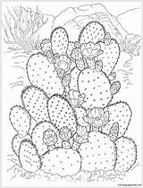 Desert Coloring Pages For Preschoolers sketch template