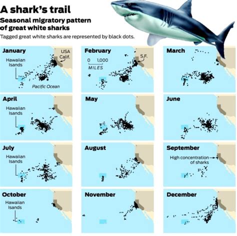 Great White Shark Migration Map