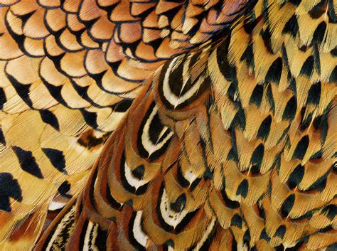 Detail Of Pheasant Feathers Photograph by Jeffrey Coolidge