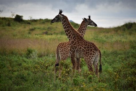 1 Day Safari Arusha National Park (Budget Day Trip)