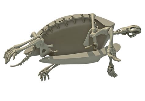 a skeleton sitting on top of a tortoise shell in the shape of a turtle