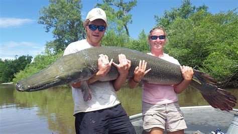 Study alligator gar habitat use, movement - Mississippi Sportsman