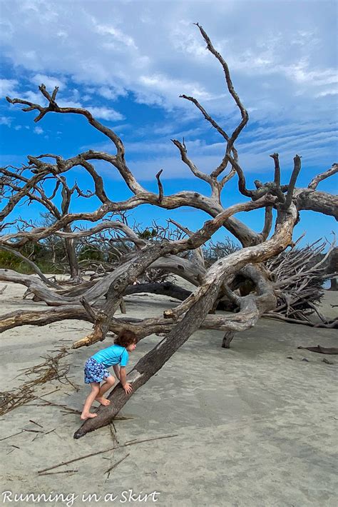 Driftwood Beach Jekyll Island « Running in a Skirt