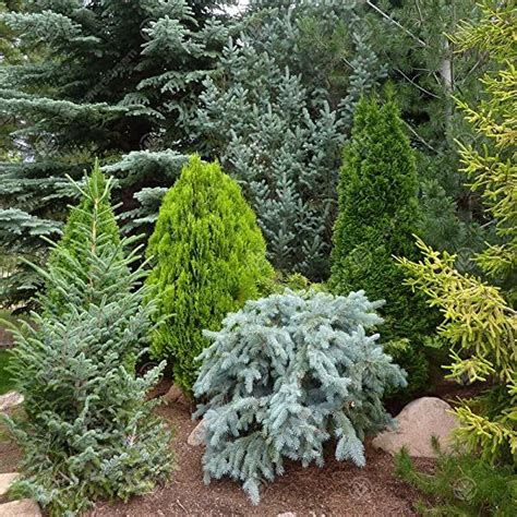 YouGarden Evergreen Dwarf Conifer collection - 6 plants in 9cm pots. | Evergreen garden ...