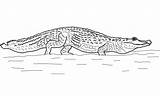Coloring Pages Caiman Printable For Kids & Adults Free sketch template
