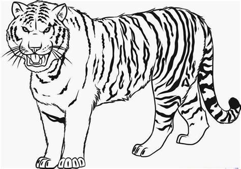 Sabre Tooth Tiger Drawing at GetDrawings | Free download