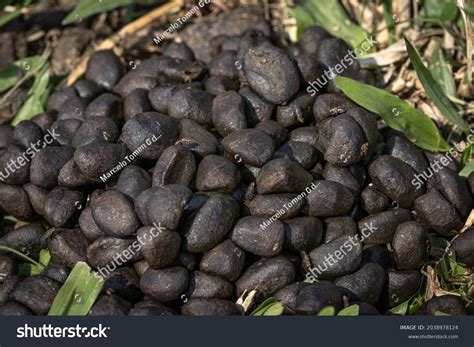 Capybara Feces Grass Stock Photo 2038978124 | Shutterstock