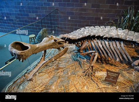 Sarcosuchus fossil hi-res stock photography and images - Alamy