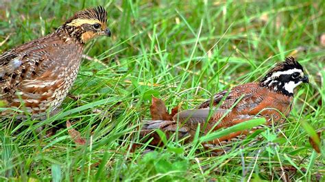 Northern Bobwhite | KET Image Bank | PBS LearningMedia