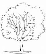 Elm Tree Coloring Pages At GetColoringscom  Free Printable Colorings sketch template