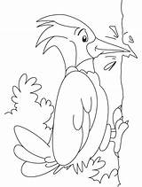 Woodpecker Coloring Page sketch template
